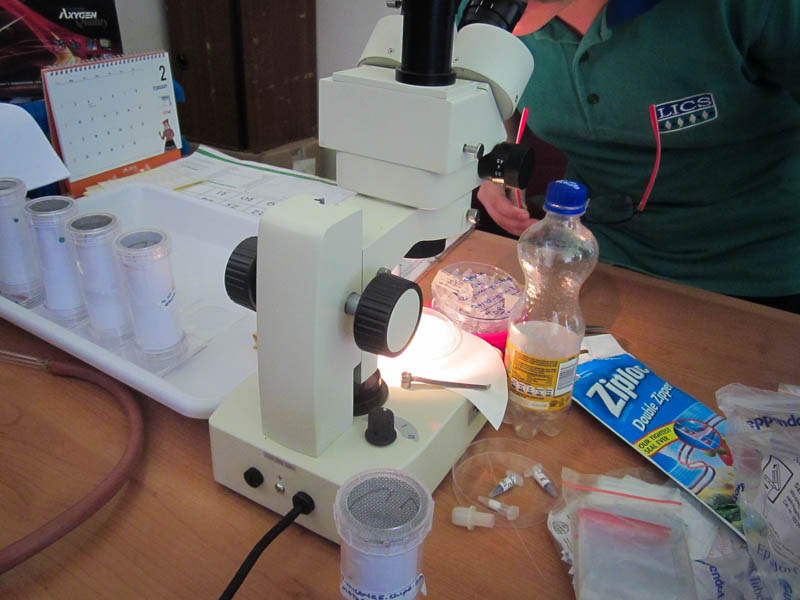 Students view red blood cell slides containing P. falciprum, the deadliest and most common Plasmodium species in Zambia.