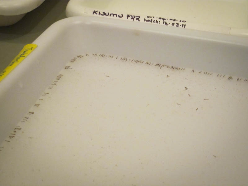Mosquito larvae in the National Malaria Control Center insectary.